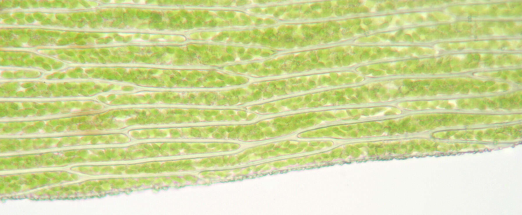 Image of antifever fontinalis moss