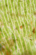 Image of antifever fontinalis moss