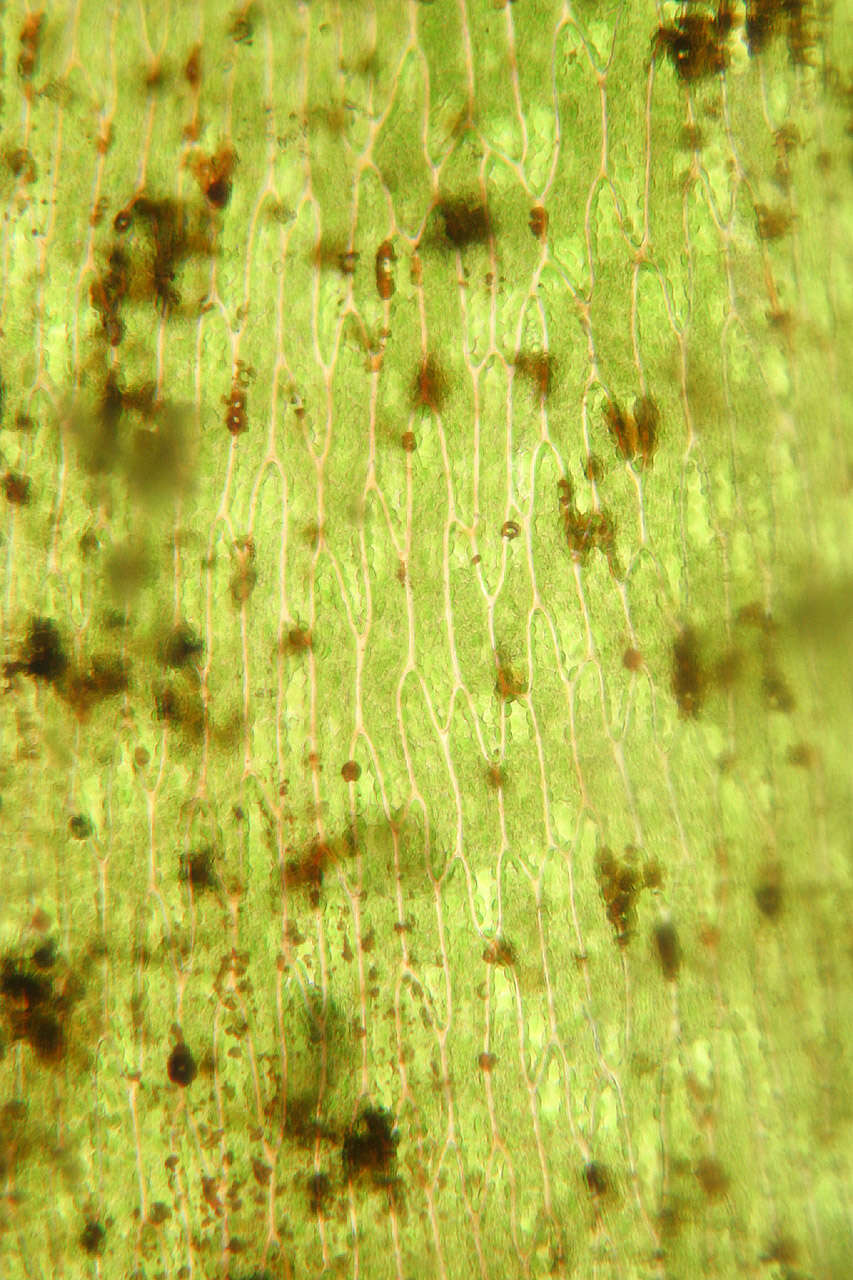 Image of antifever fontinalis moss