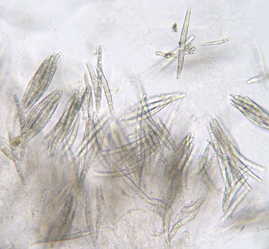 Image of Calonectria ilicicola Boedijn & Reitsma 1950
