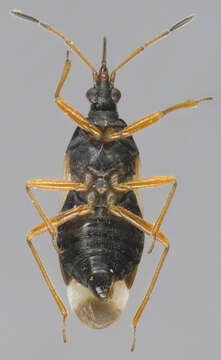 Image of Common flowerbug