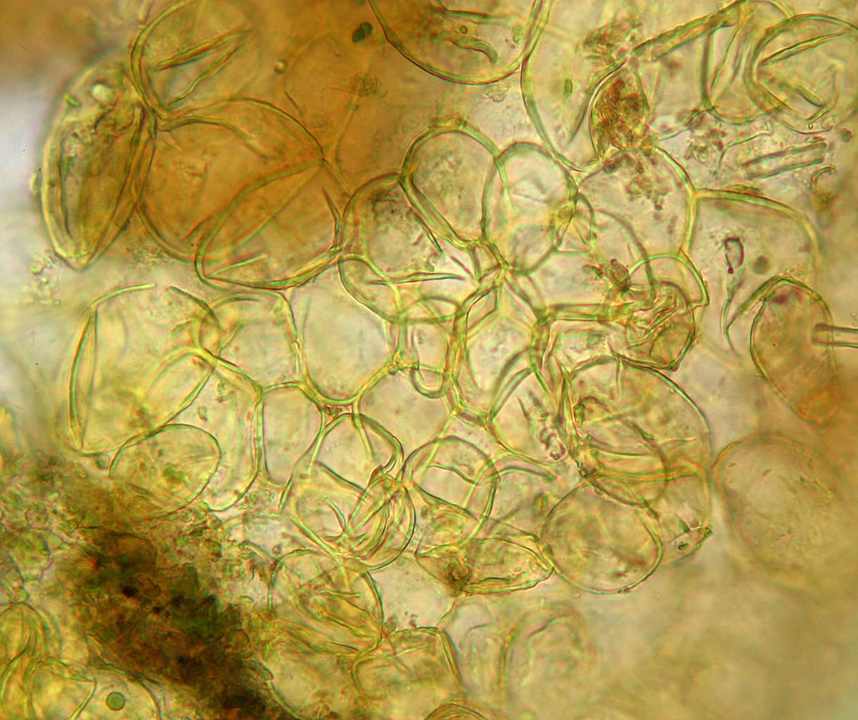 Image of Calonectria ilicicola Boedijn & Reitsma 1950