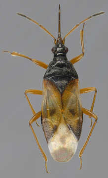 Image of Common flowerbug