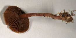 Image of common agrocybe