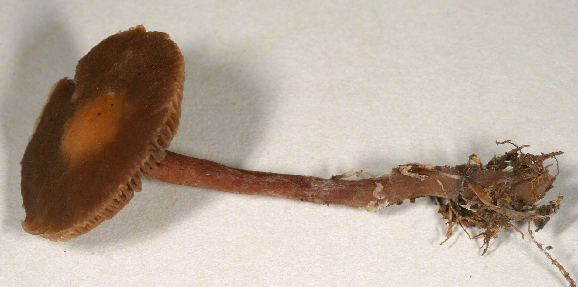 Image of common agrocybe