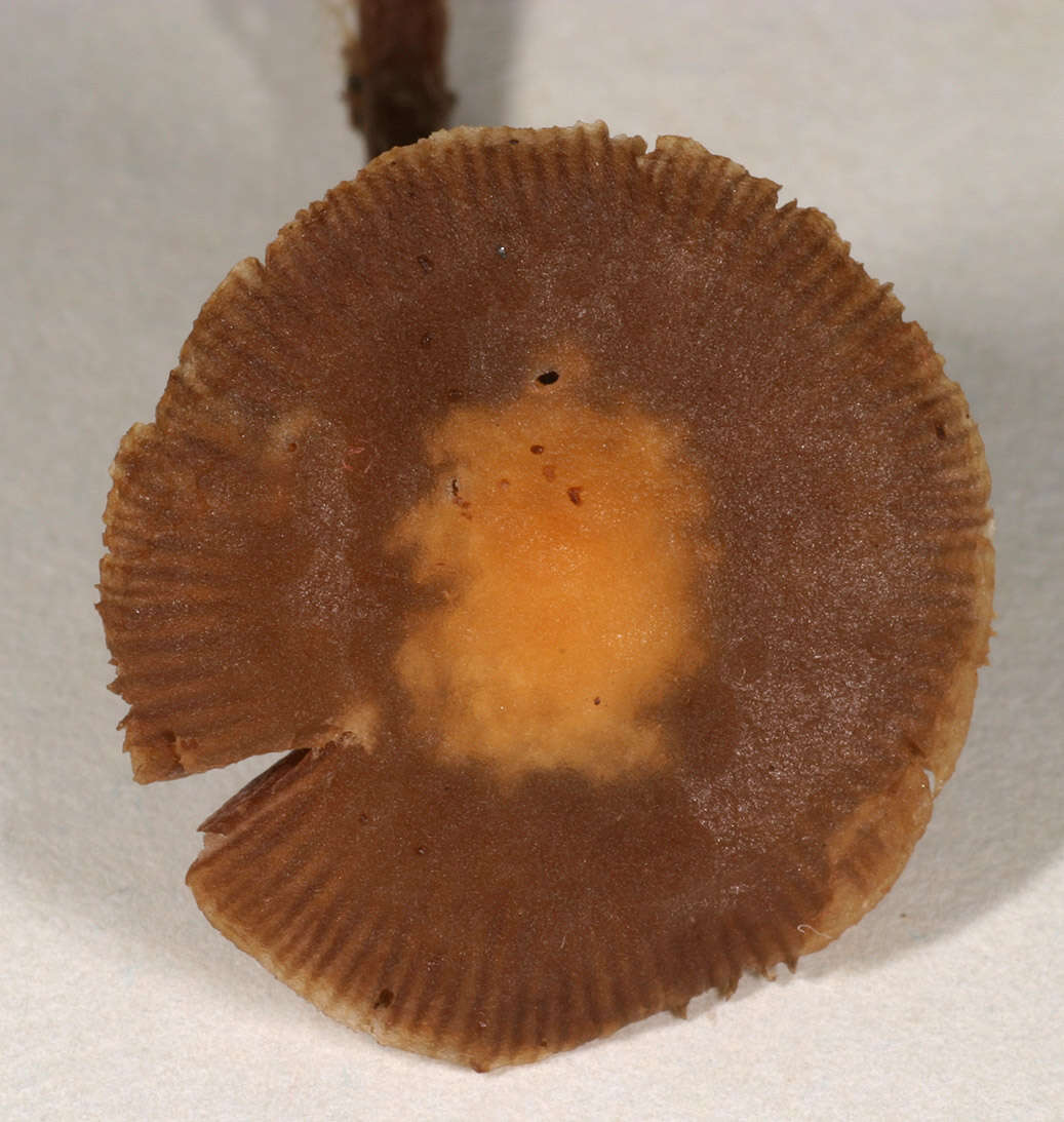 Image of common agrocybe