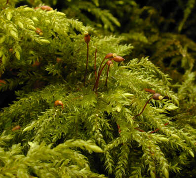 Image of Fox-tail Feather-moss