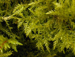 Image of Fox-tail Feather-moss