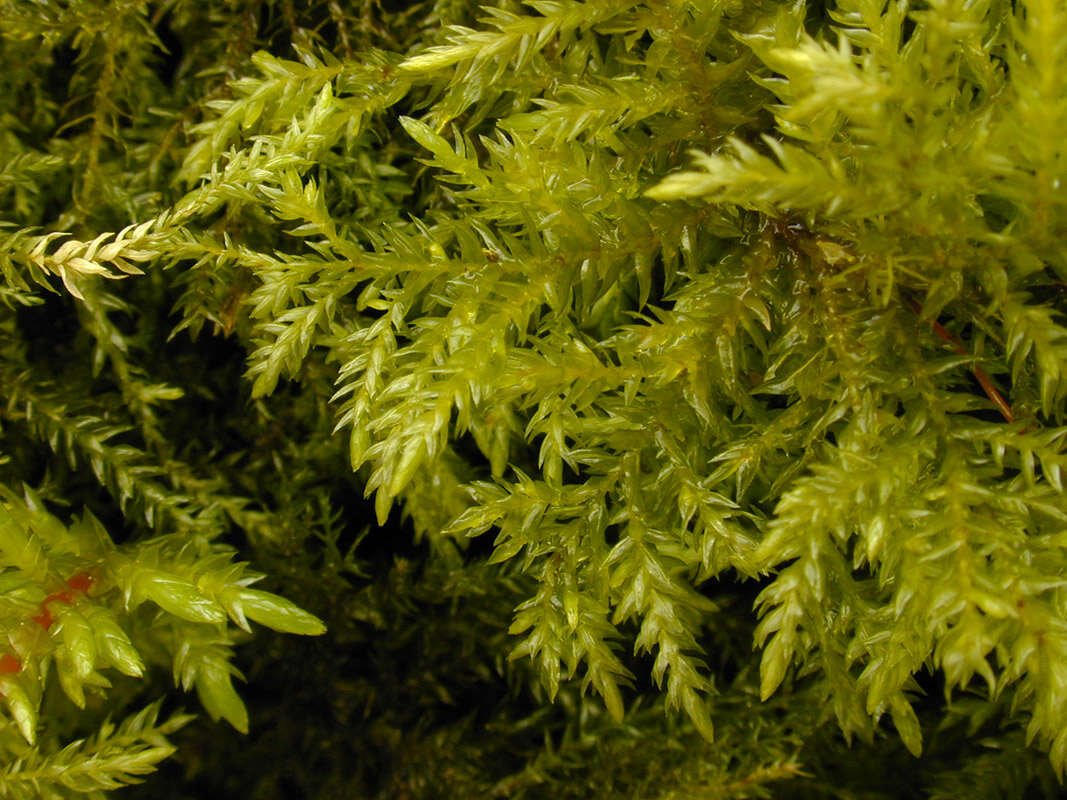 صورة Thamnobryum alopecurum Nieuwland ex Gangulee 1976