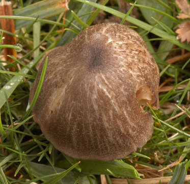 Image of Entoloma poliopus (Romagn.) Noordel. 1979