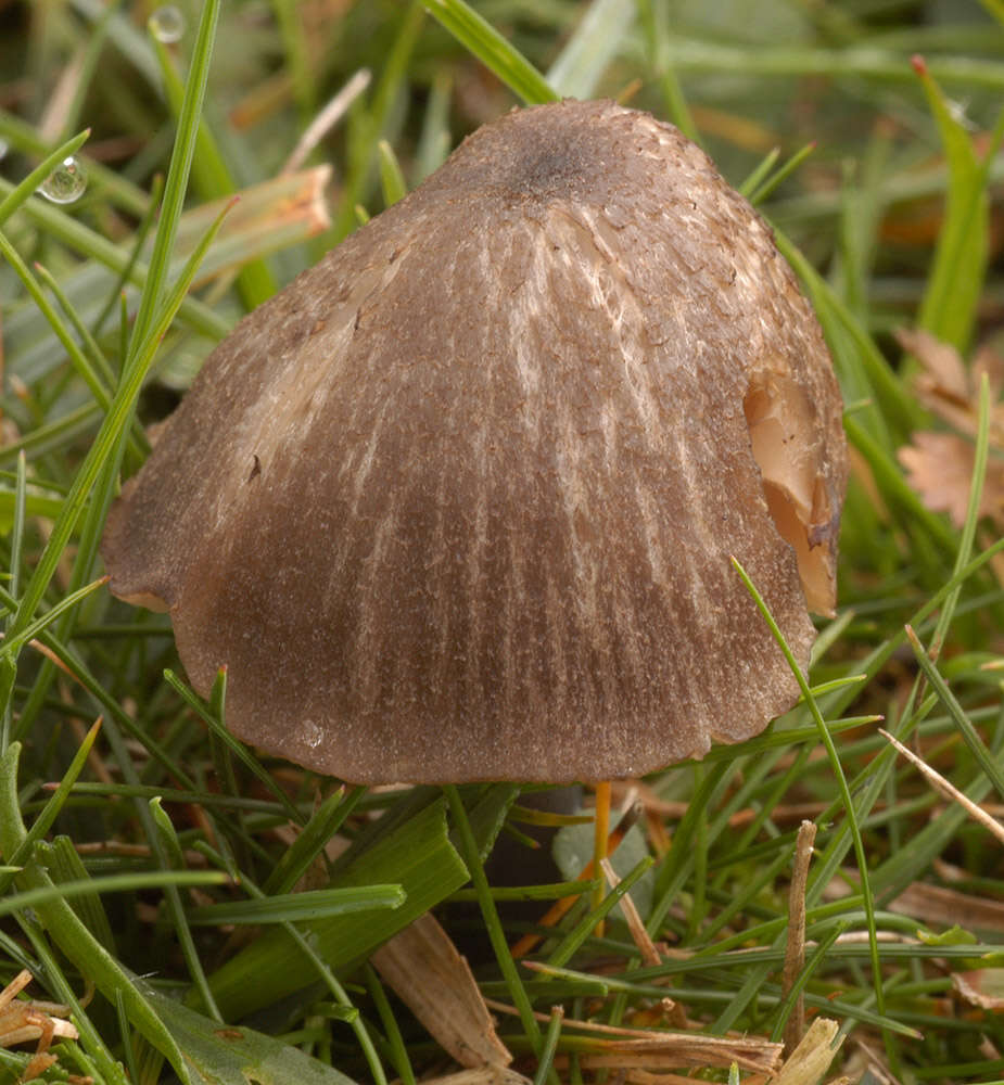 Image of Entoloma poliopus (Romagn.) Noordel. 1979