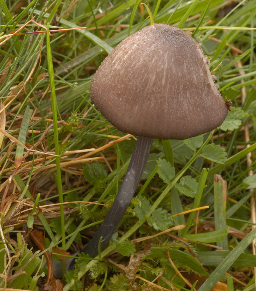 Image of Entoloma poliopus (Romagn.) Noordel. 1979