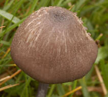 Image of Entoloma poliopus (Romagn.) Noordel. 1979