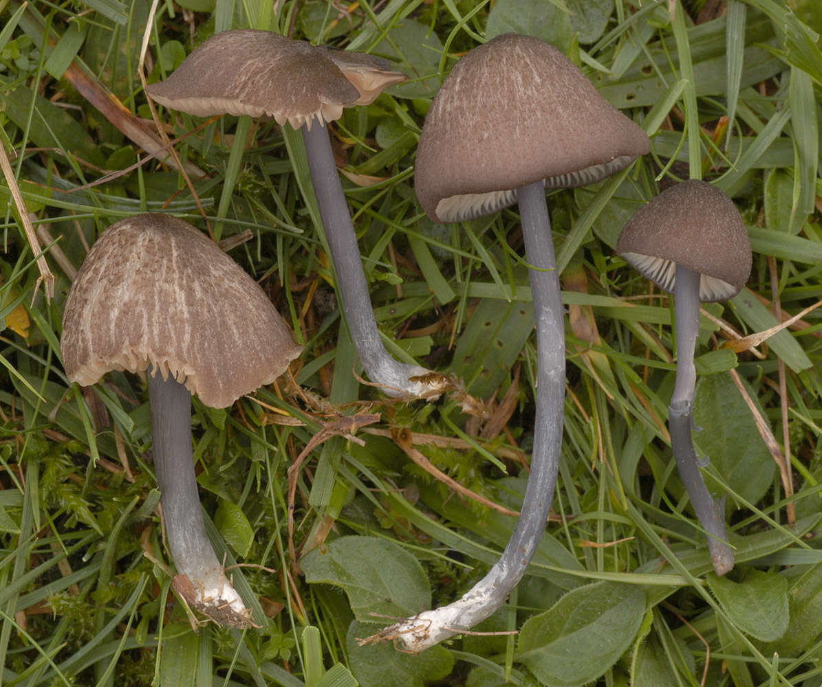 Image of Entoloma poliopus (Romagn.) Noordel. 1979