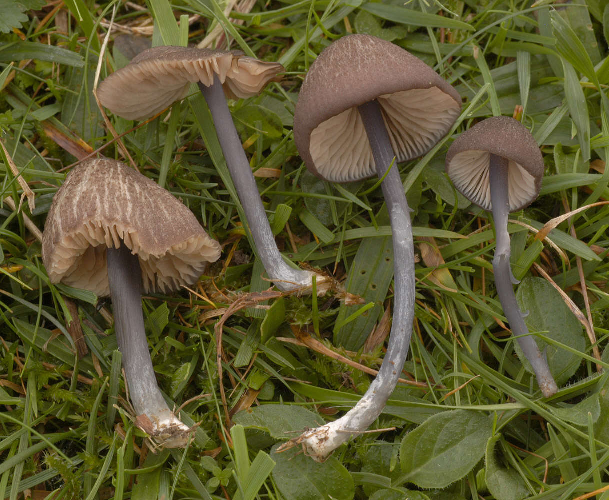 Image of Entoloma poliopus (Romagn.) Noordel. 1979