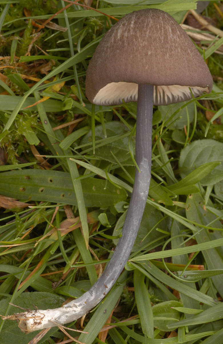 Image of Entoloma poliopus (Romagn.) Noordel. 1979