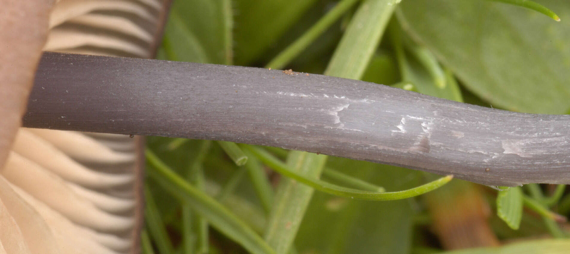 Image of Entoloma poliopus (Romagn.) Noordel. 1979