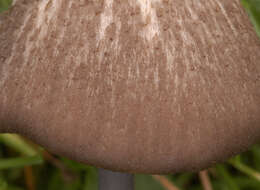 Image of Entoloma poliopus (Romagn.) Noordel. 1979