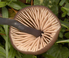 Image of Entoloma poliopus (Romagn.) Noordel. 1979