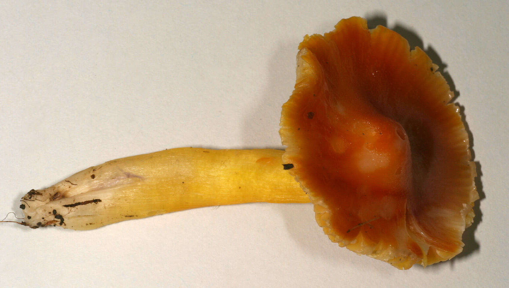 Слика од Hygrocybe aurantiosplendens R. Haller Aar. 1954