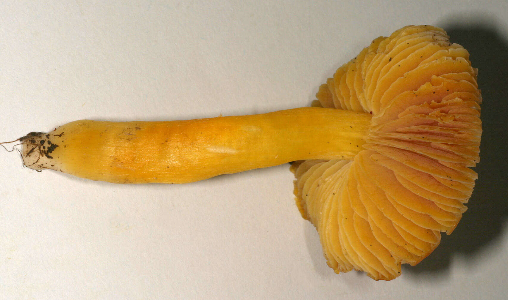 Слика од Hygrocybe aurantiosplendens R. Haller Aar. 1954