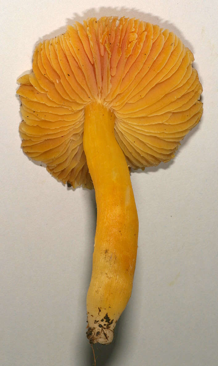 Слика од Hygrocybe aurantiosplendens R. Haller Aar. 1954