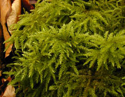 صورة Thamnobryum alopecurum Nieuwland ex Gangulee 1976