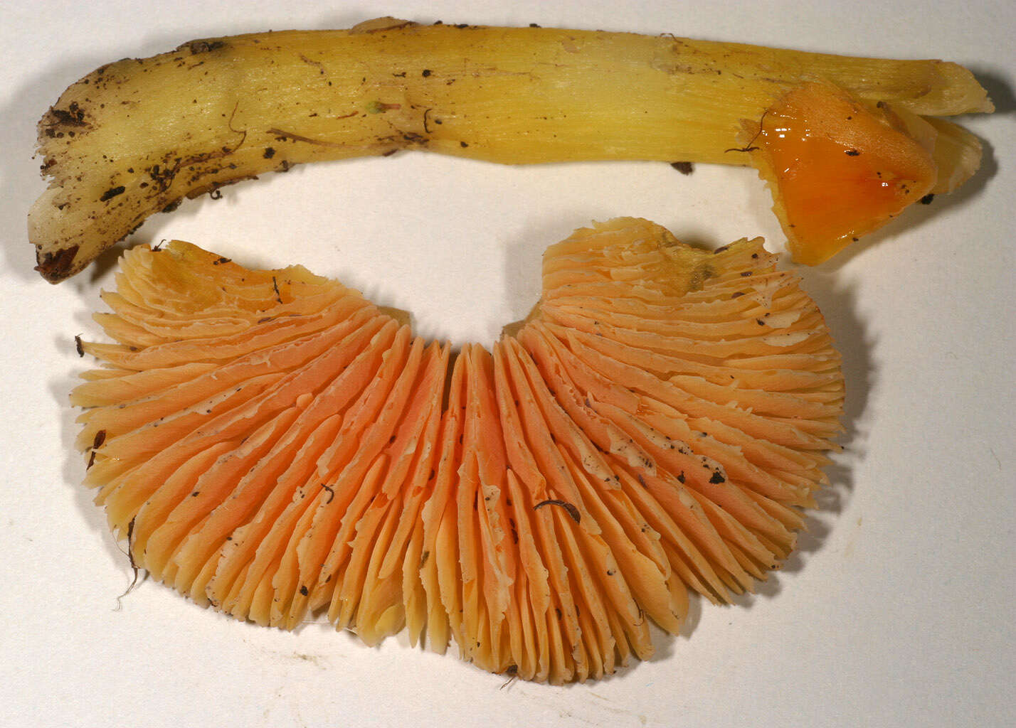 Image of Hygrocybe acutoconica (Clem.) Singer 1951