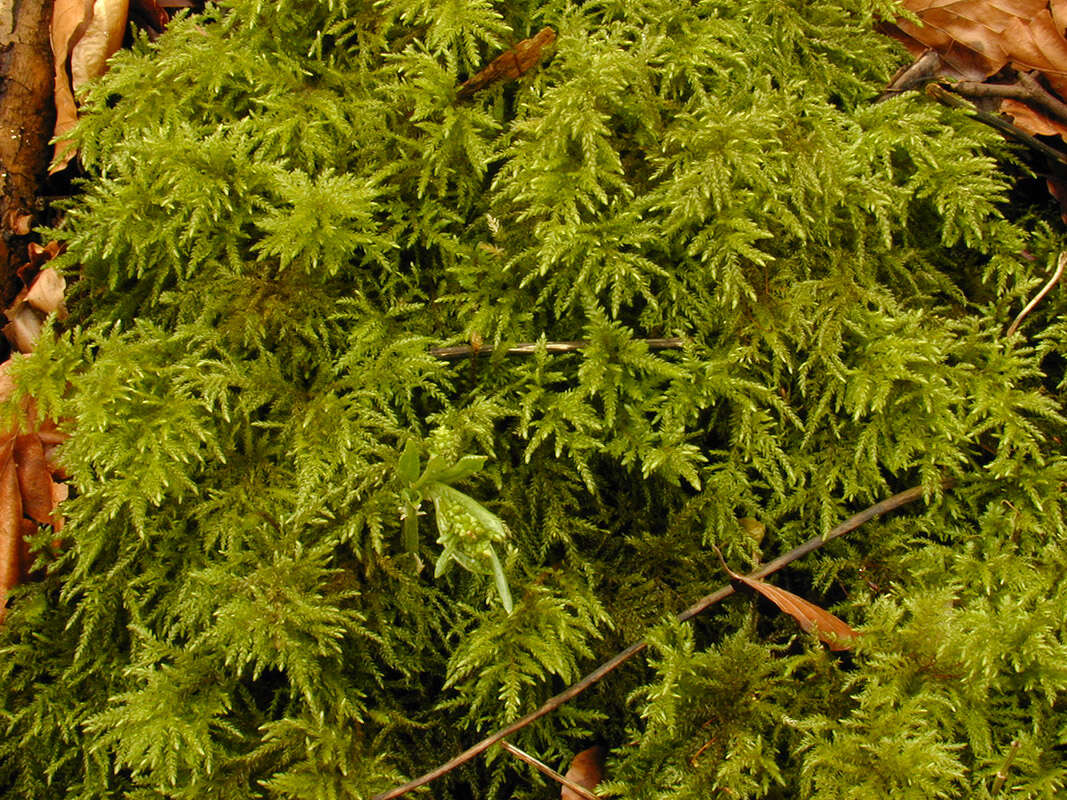 صورة Thamnobryum alopecurum Nieuwland ex Gangulee 1976