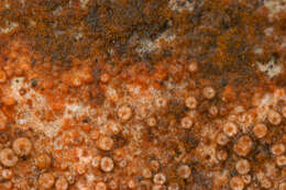 Image of dimple lichen