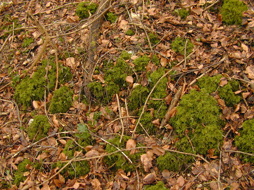 صورة Thamnobryum alopecurum Nieuwland ex Gangulee 1976