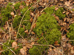 Image of Fox-tail Feather-moss