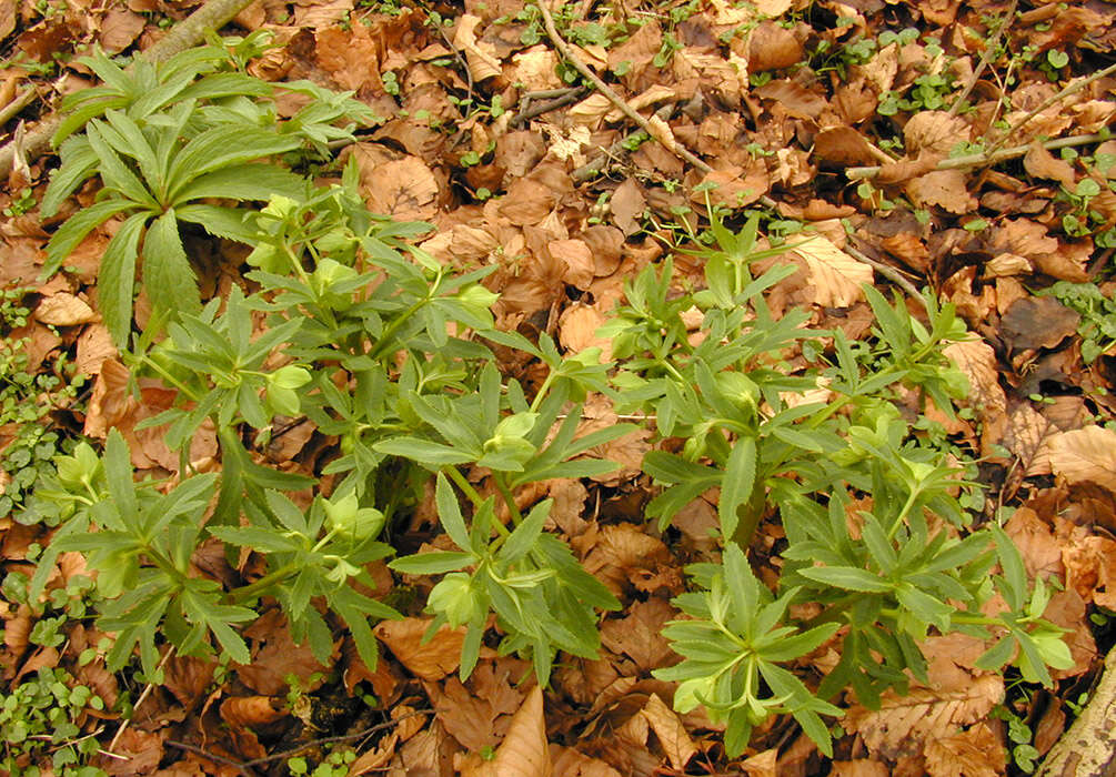 Image de Hellébore vert