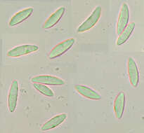 Imagem de Microglossum olivaceum (Pers.) Gillet 1879