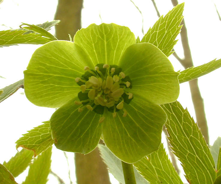 Image de Hellébore vert