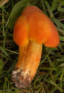 Image de Hygrocybe intermedia (Pass.) Fayod 1889