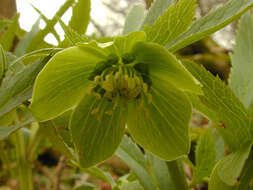 Image de Hellébore vert