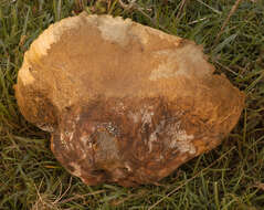 Image of Lycoperdon utriforme Bull. 1791