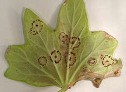 Image of Puccinia pelargonii-zonalis Doidge 1926