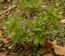 Image de Hellébore vert