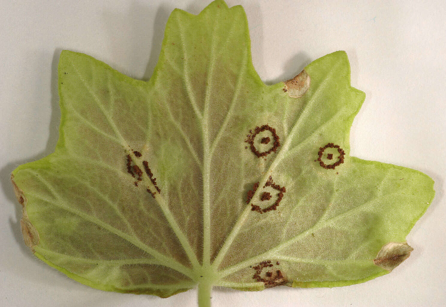 Image of Puccinia pelargonii-zonalis Doidge 1926