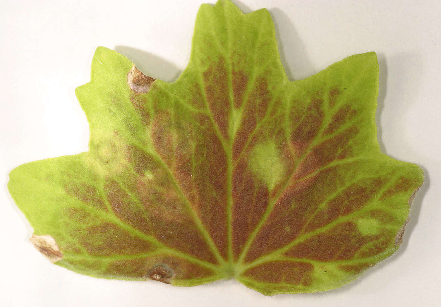 Image de Puccinia pelargonii-zonalis Doidge 1926