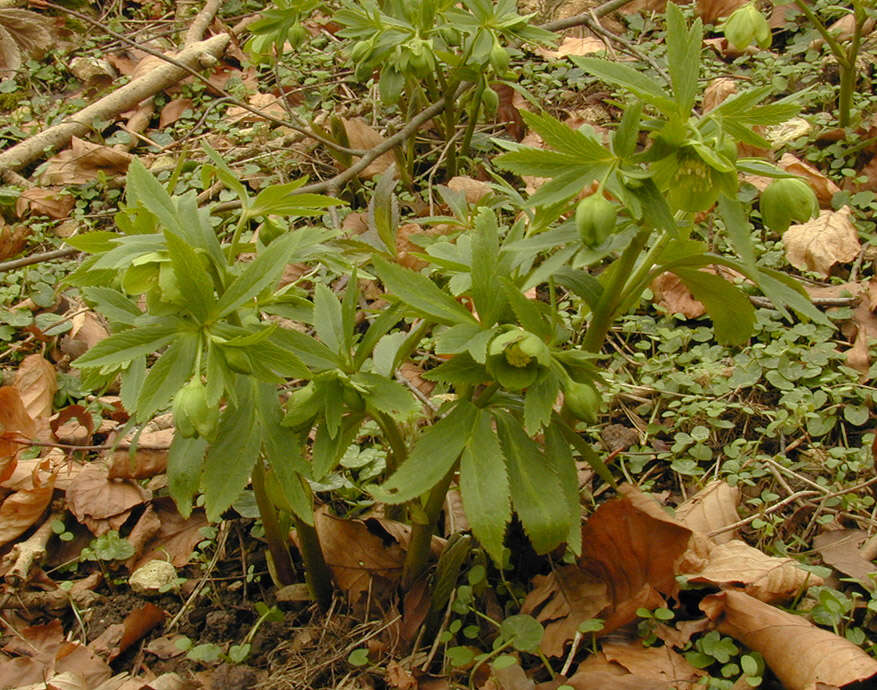 Image de Hellébore vert