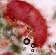 Image of Caloplaca ochracea (Schaer.) Flagey