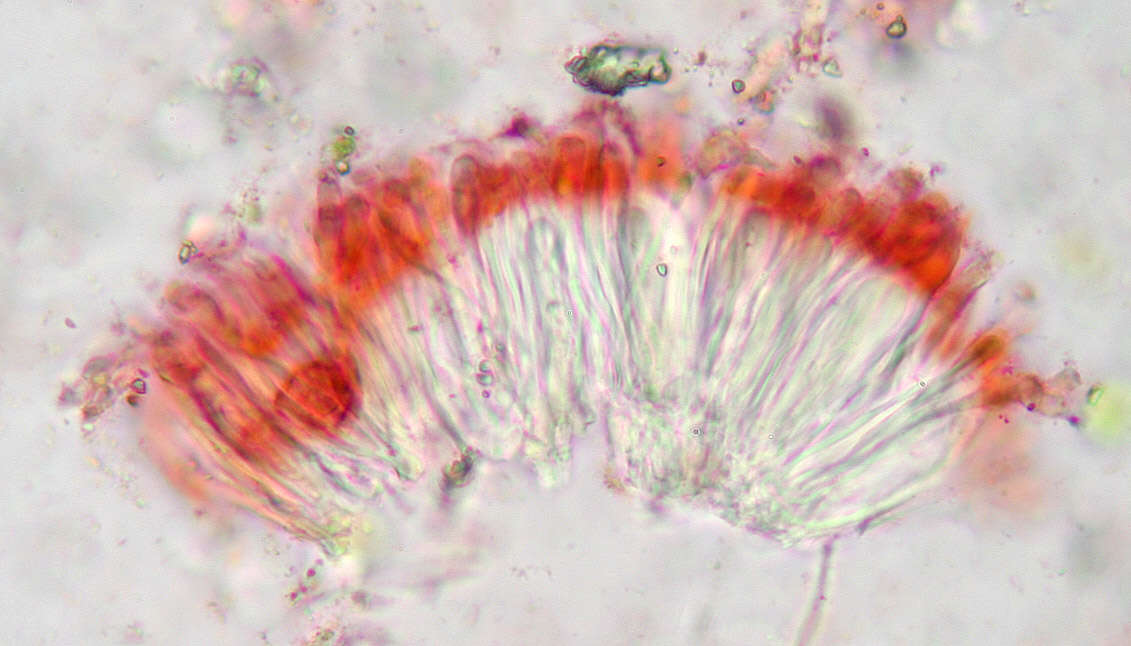 Image of Caloplaca ochracea (Schaer.) Flagey