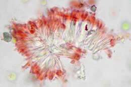 Image of Caloplaca ochracea (Schaer.) Flagey