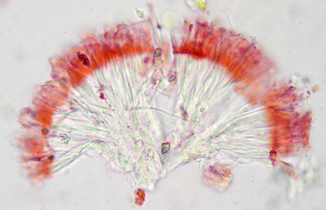 Image of Caloplaca ochracea (Schaer.) Flagey