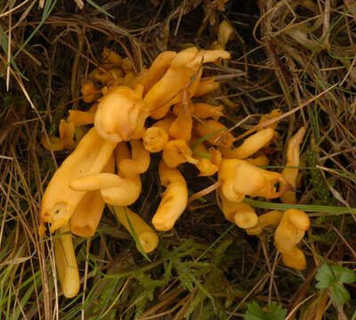 Imagem de Clavulinopsis fusiformis (Sowerby) Corner 1950