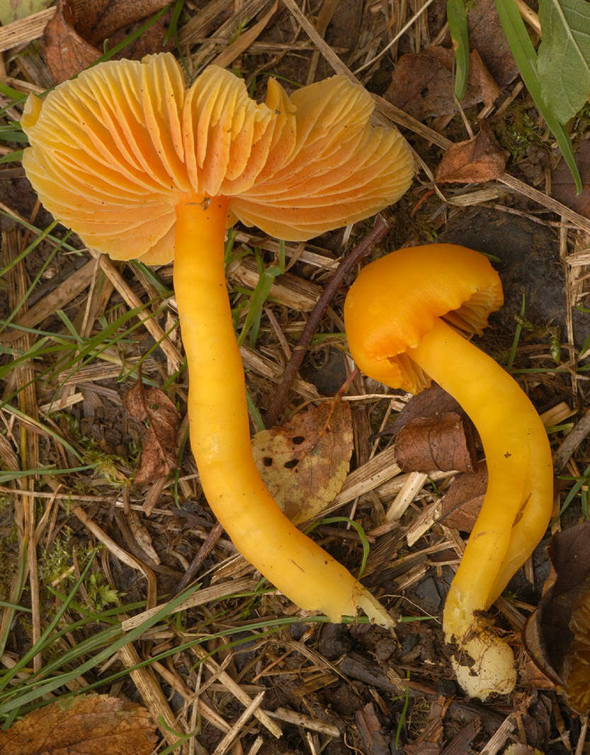 Image of Hygrocybe quieta (Kühner) Singer 1951