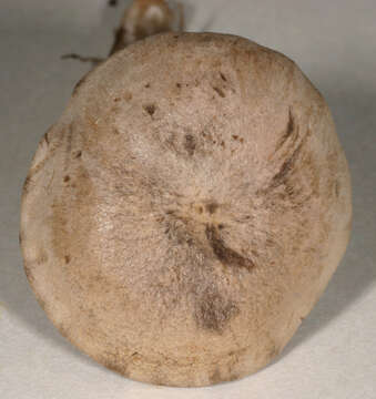 Image of Rhodocybe